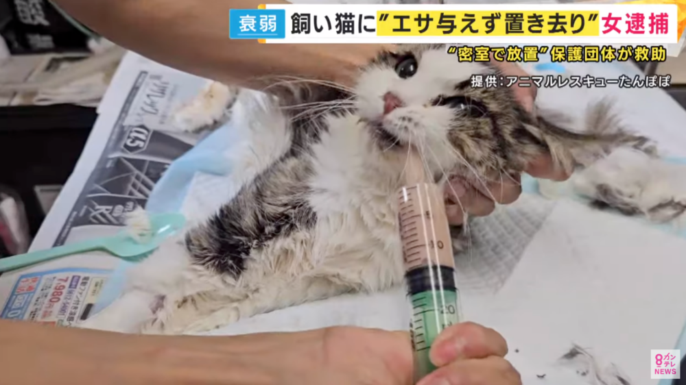 貓咪意志力好強，以後一定要幸福快樂！