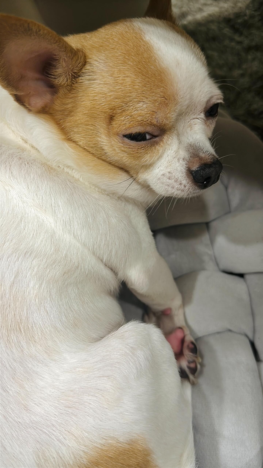 無語，怎麼還玩上「本吉」的梗了～