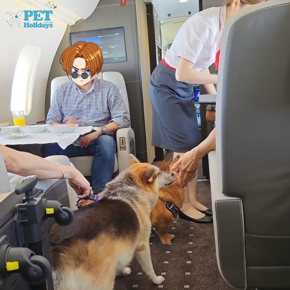 每位寵物主人只可以攜帶一隻本地小型狗隻或貓隻。