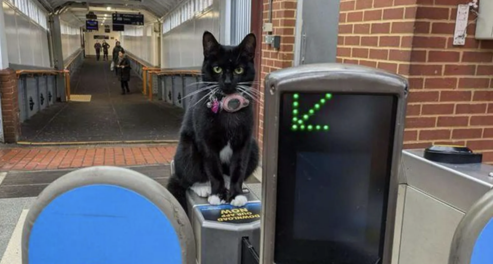 貓咪:幹嘛?不就去了一趟滑鐵盧嗎?