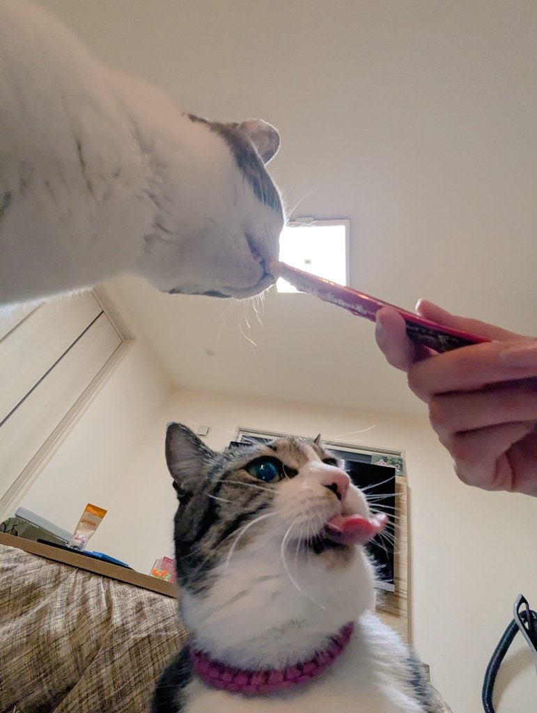 眼神全是對肉泥的渴望!