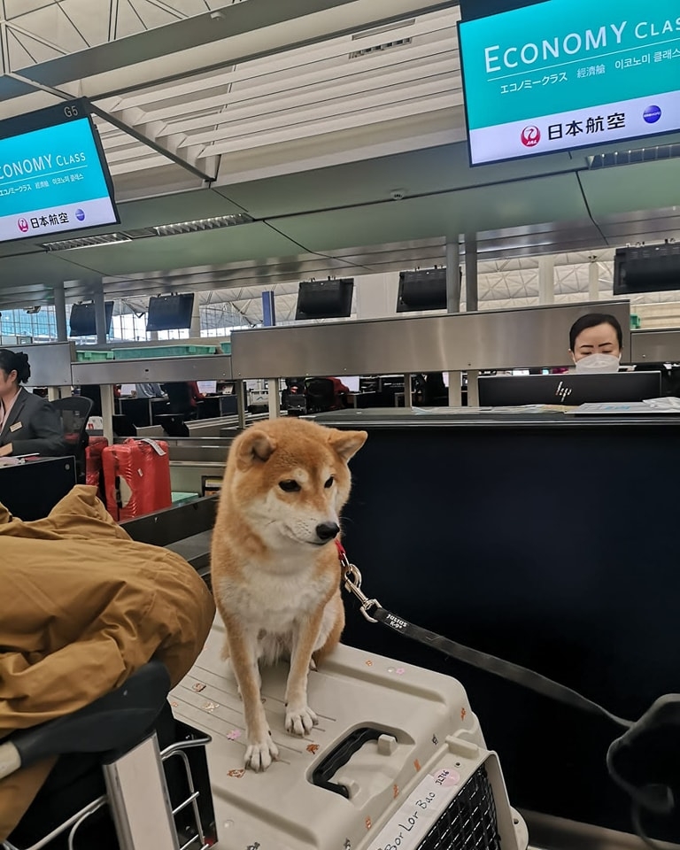 根據香港的法律規定，寵物需要放置在具有溫度和濕度控制的客機貨艙內。