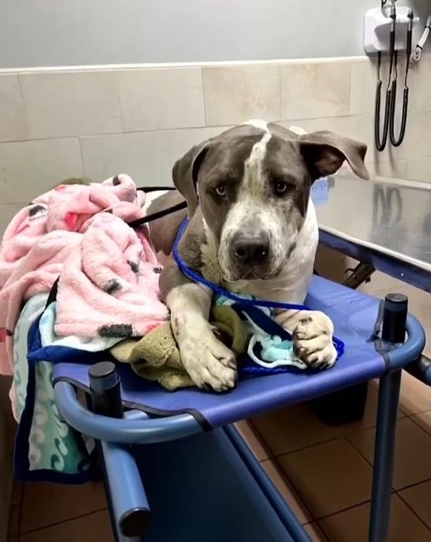 Zorro的傷勢嚴重，獸醫一度考慮執行安樂死。