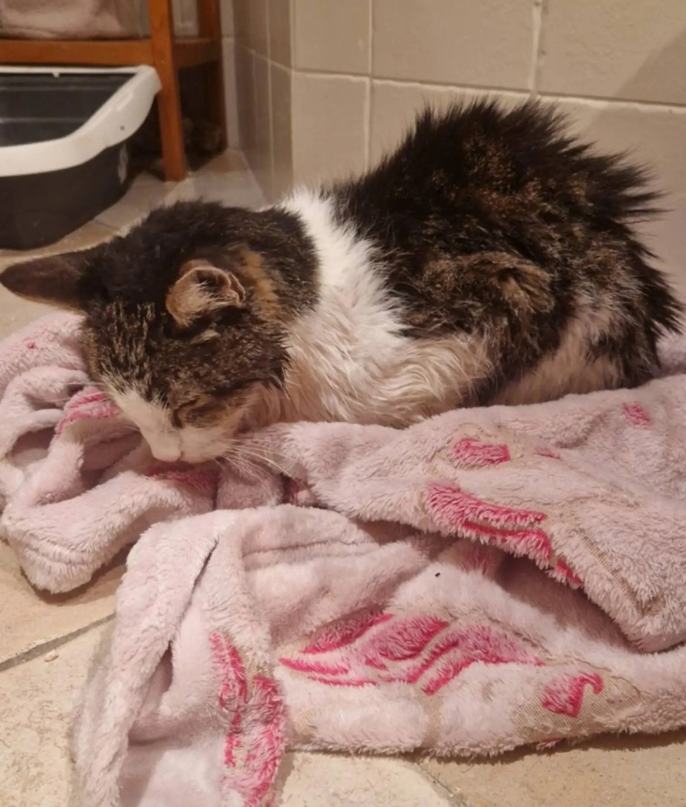 Noel是有主人的，牠在15年前走失了。