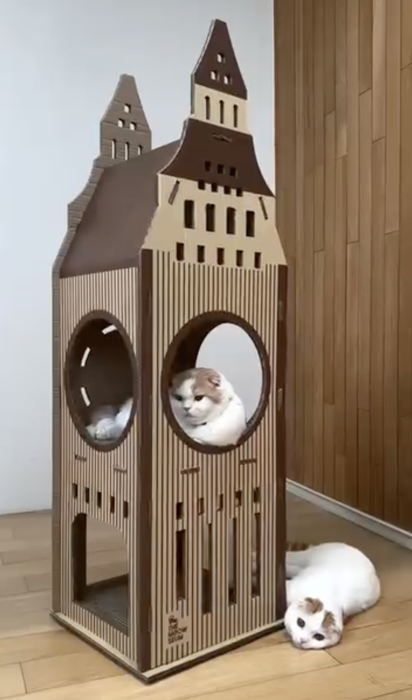 貓咪也是算攀上了倫敦大笨鐘～