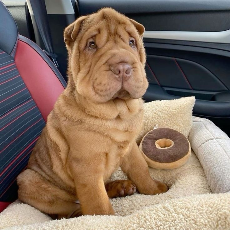 這些狗狗的皮脂腺較發達，需特別護理～