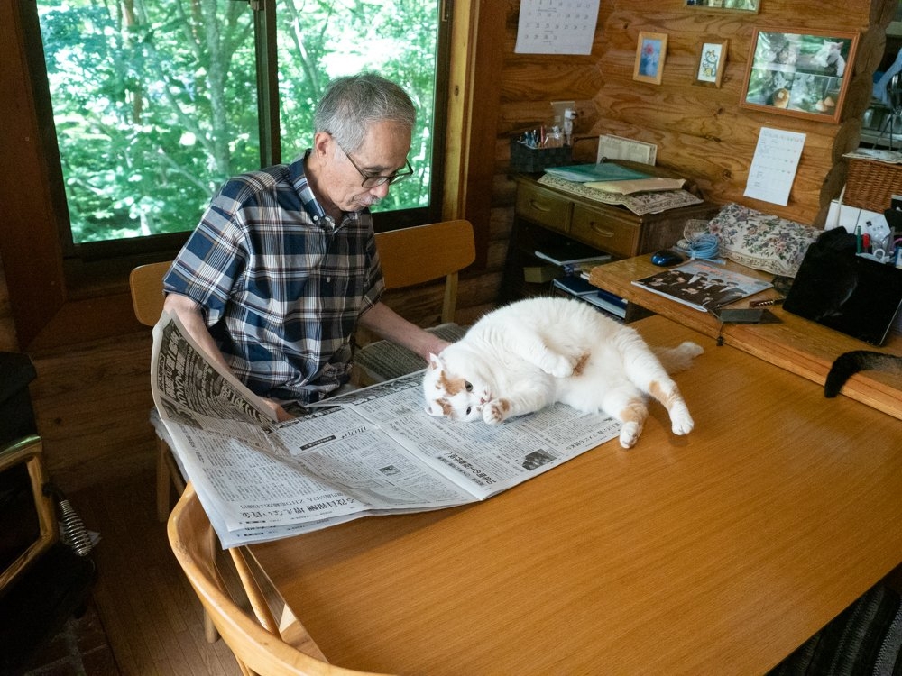 「一灘貓」躺在報紙上～