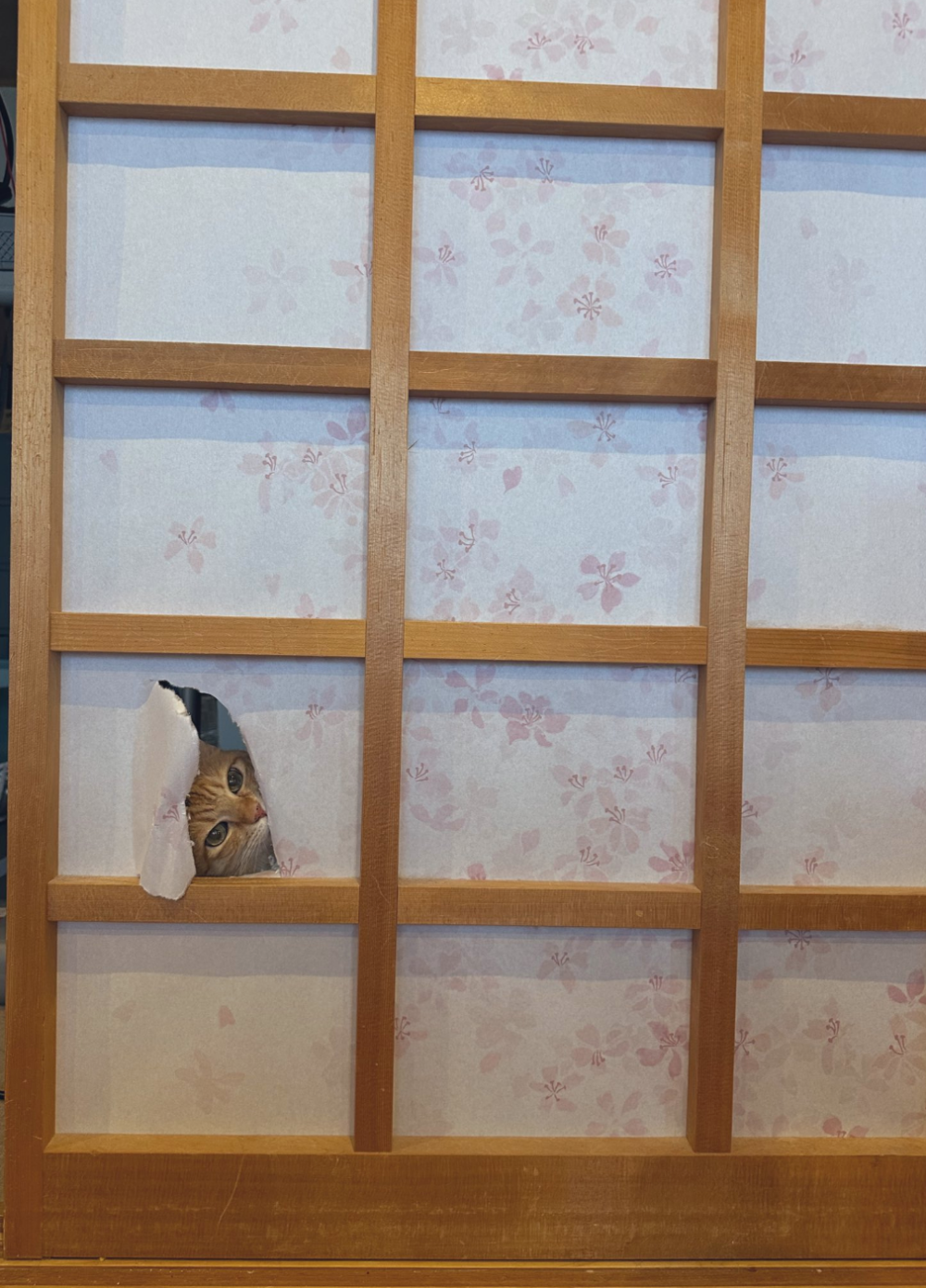 貓咪1號：你好，有看到朕嗎？