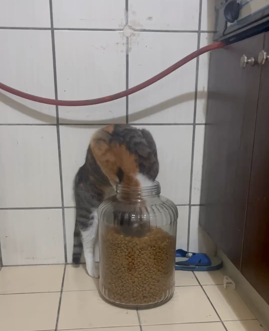 直接把頭伸進去開吃了～