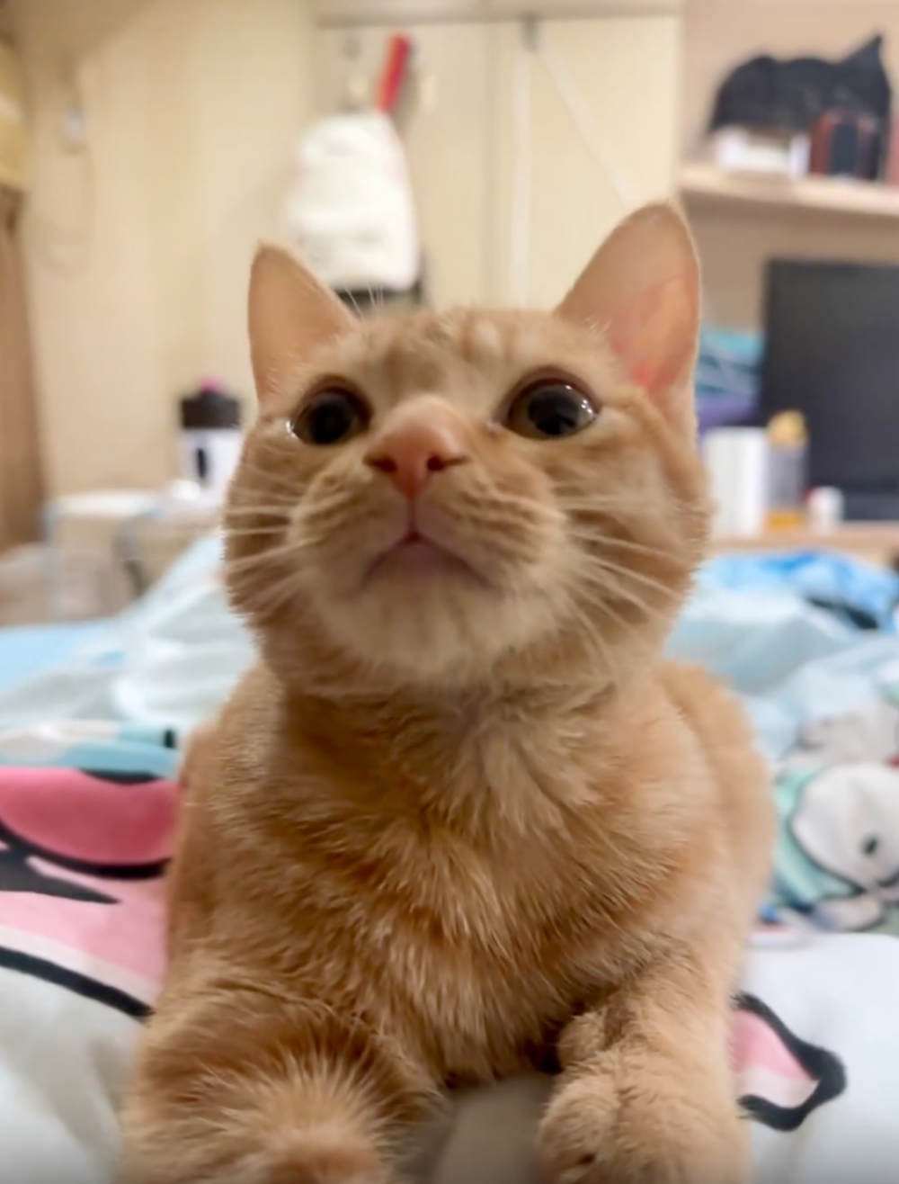 Q寶：爸爸～我就吸一口嘛～