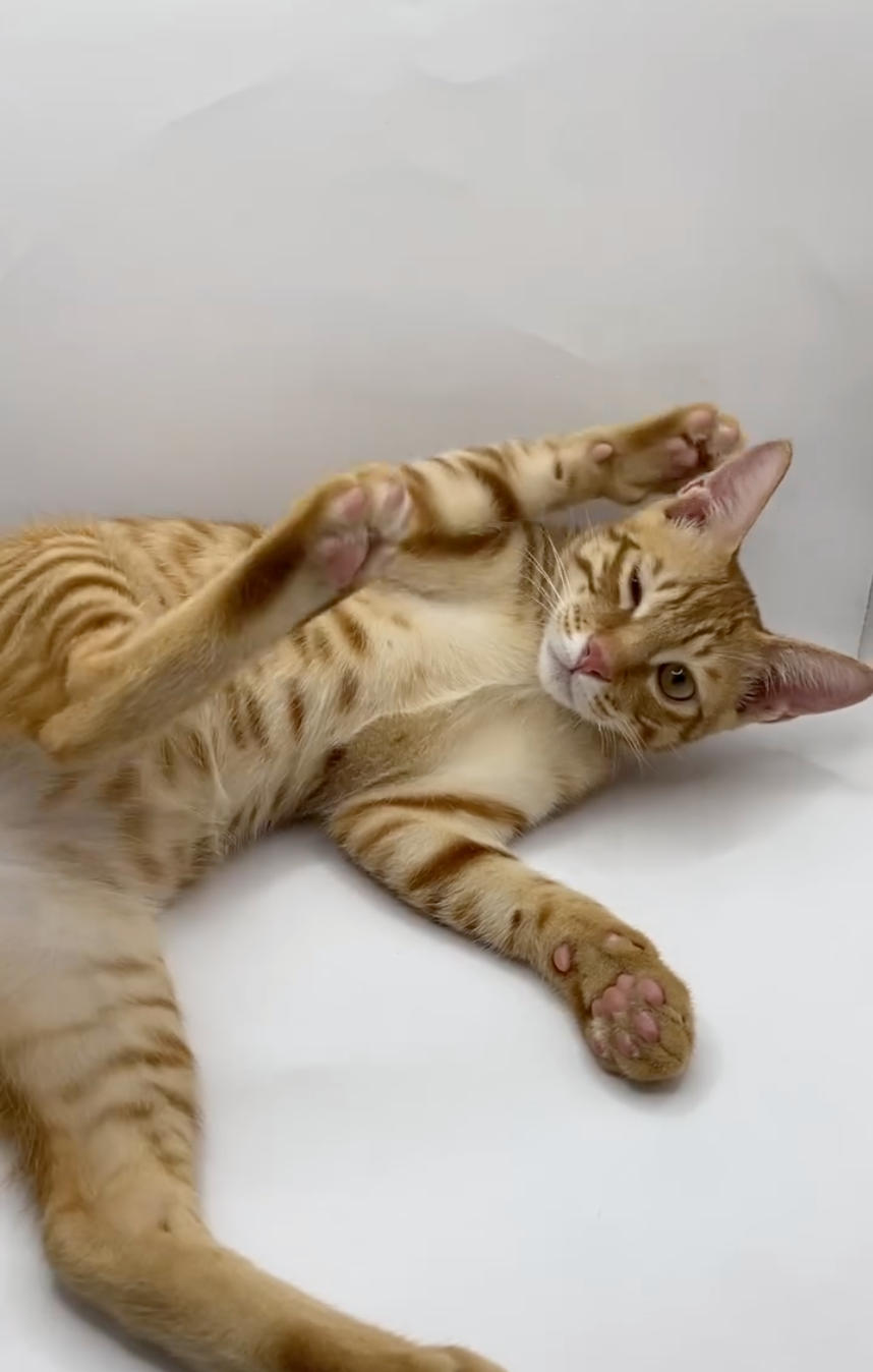 最終還是逃不過失去蛋蛋～