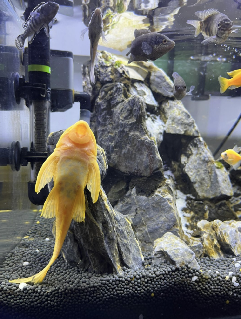 垃圾魚並非可以完全清理水缸喔～