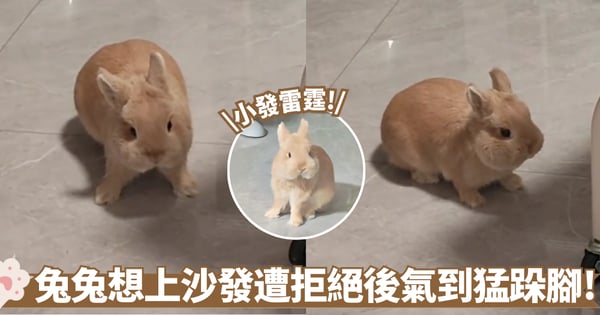 兔兔跳上沙發卻被無情拒絕？被趕下去後氣到猛跺腳 發脾氣模樣萌翻網友！