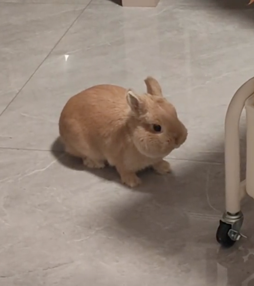 兔兔：「你什麼意思？哼！」