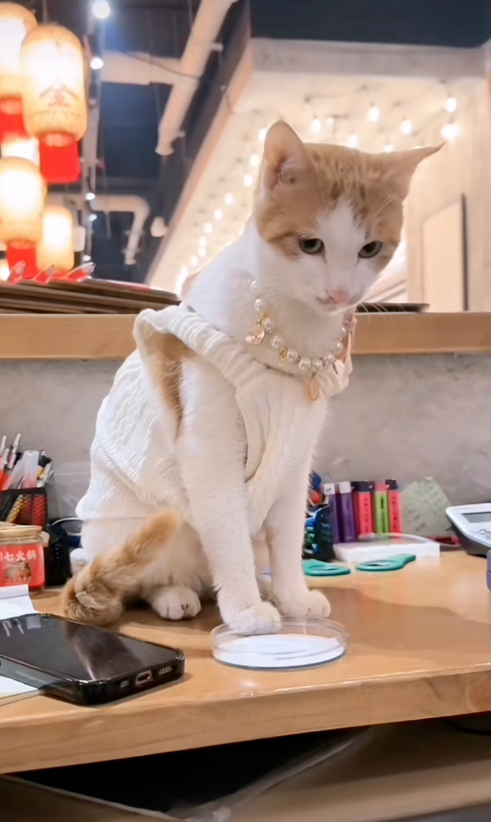 貓店長打扮得漂漂亮亮的～