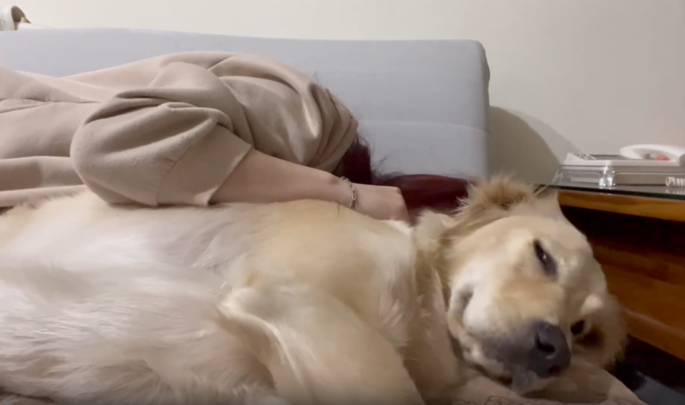 狗狗還在美夢中~