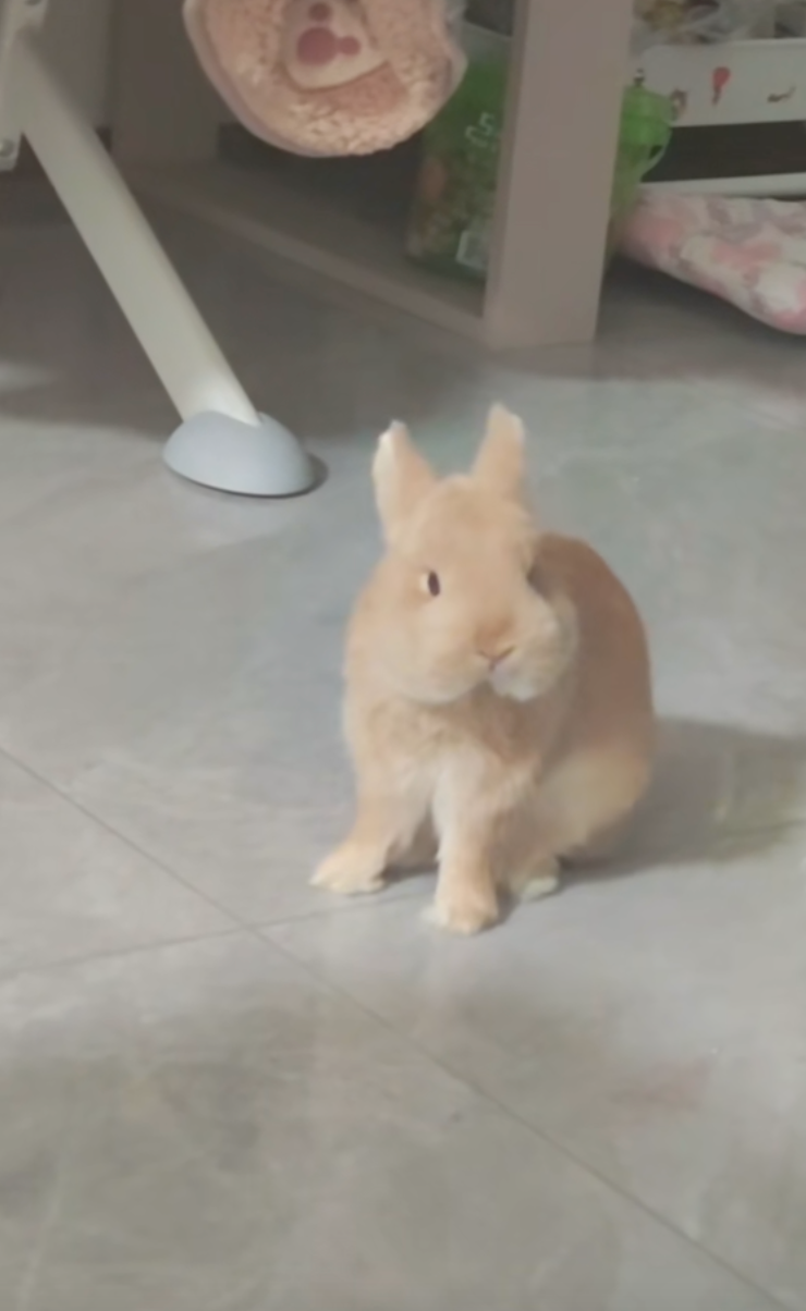 可愛的生物發脾氣也會讓人覺得牠在賣萌。