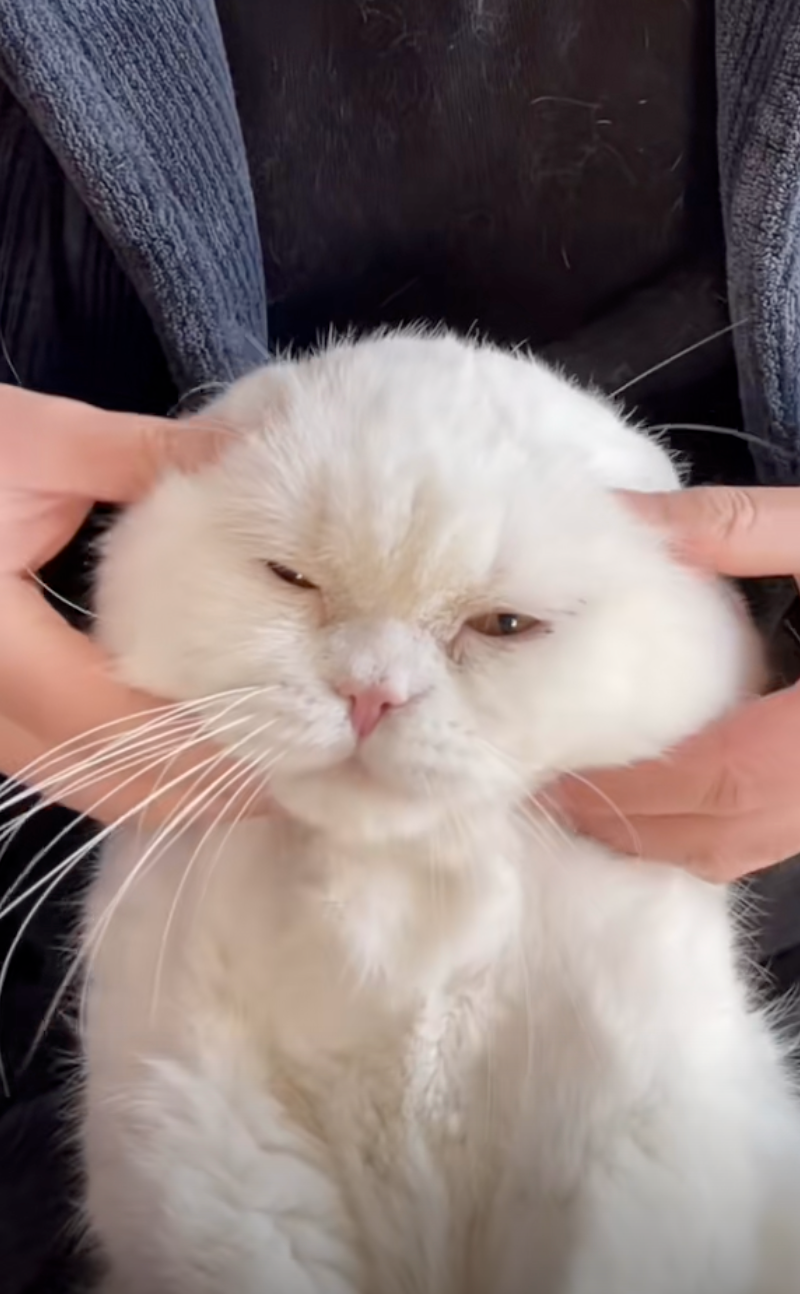 貓咪：拿了他的命可不能拿我的了喔～