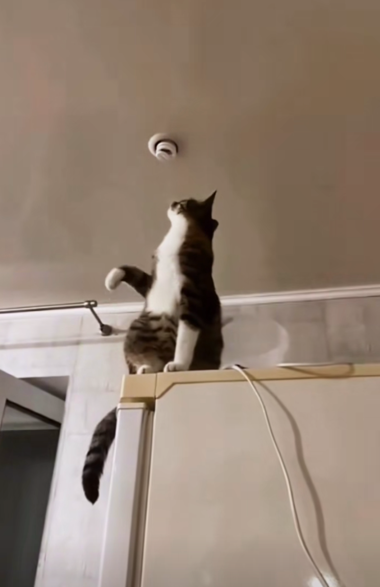 養了一隻八卦喵～