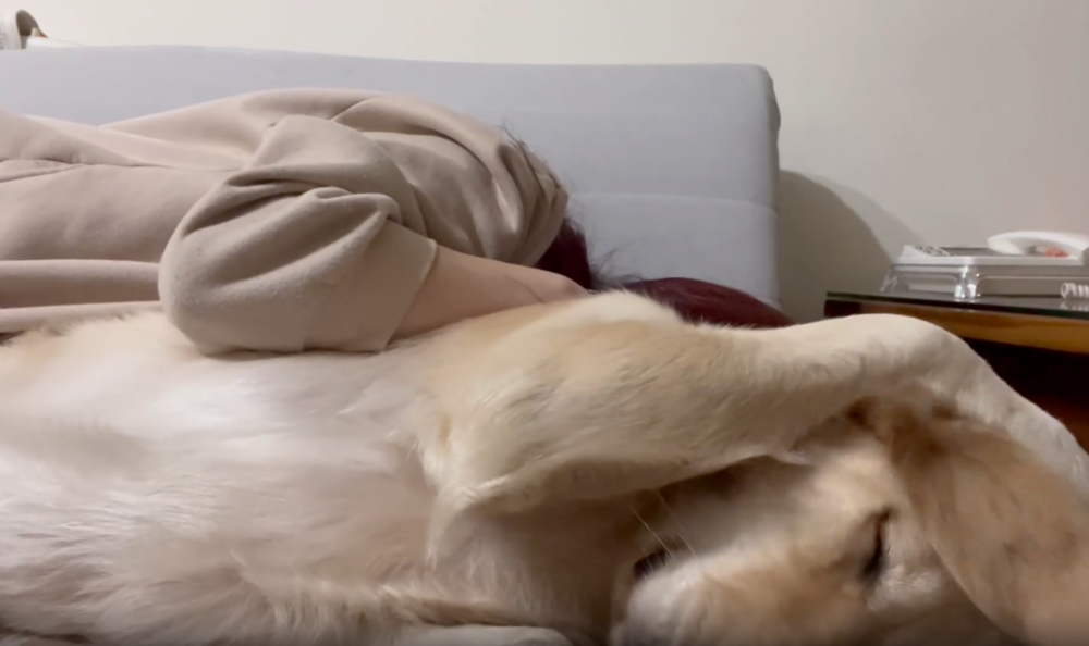 狗狗:這人類很煩欸!人家要睡覺啦~