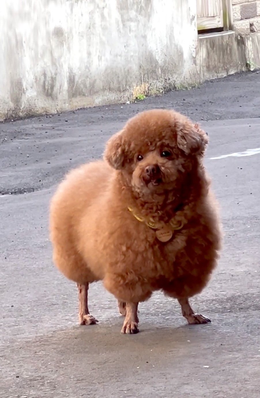 妞妞真的好像一個巨型棉花糖～
