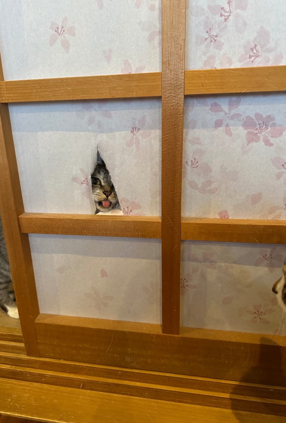 貓咪2號：喵，朕又來了～