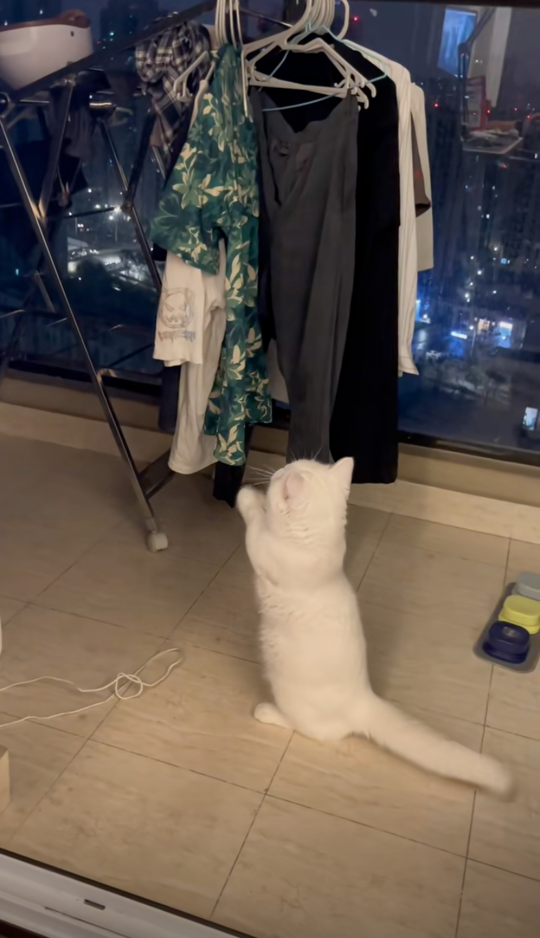 貓咪在對著空氣拜拜～