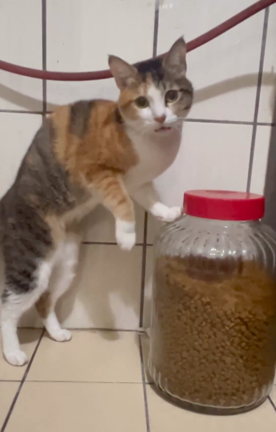 小花每一天的煩惱：什麼時候開飯～？