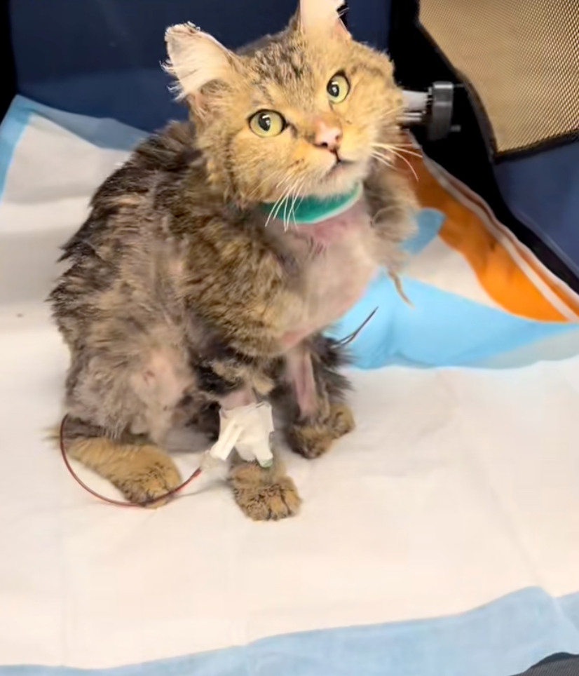 Aggie已經在接受治療了~