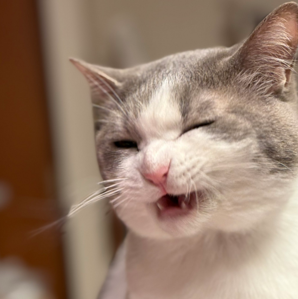 這小表情，不給多一點罐罐都不行～！