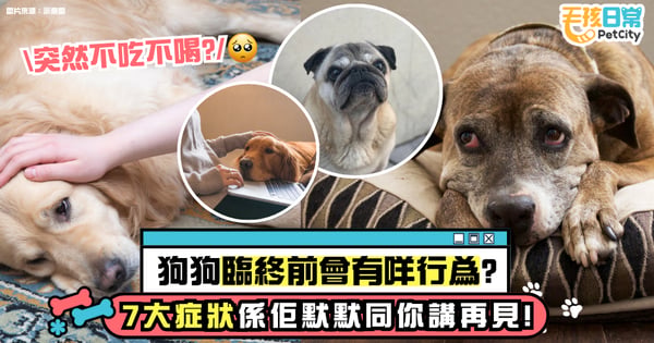 狗狗臨終前會有什麼行為？一文看清毛孩離開前7大症狀 原來這些信號是在悄悄向你道別！
