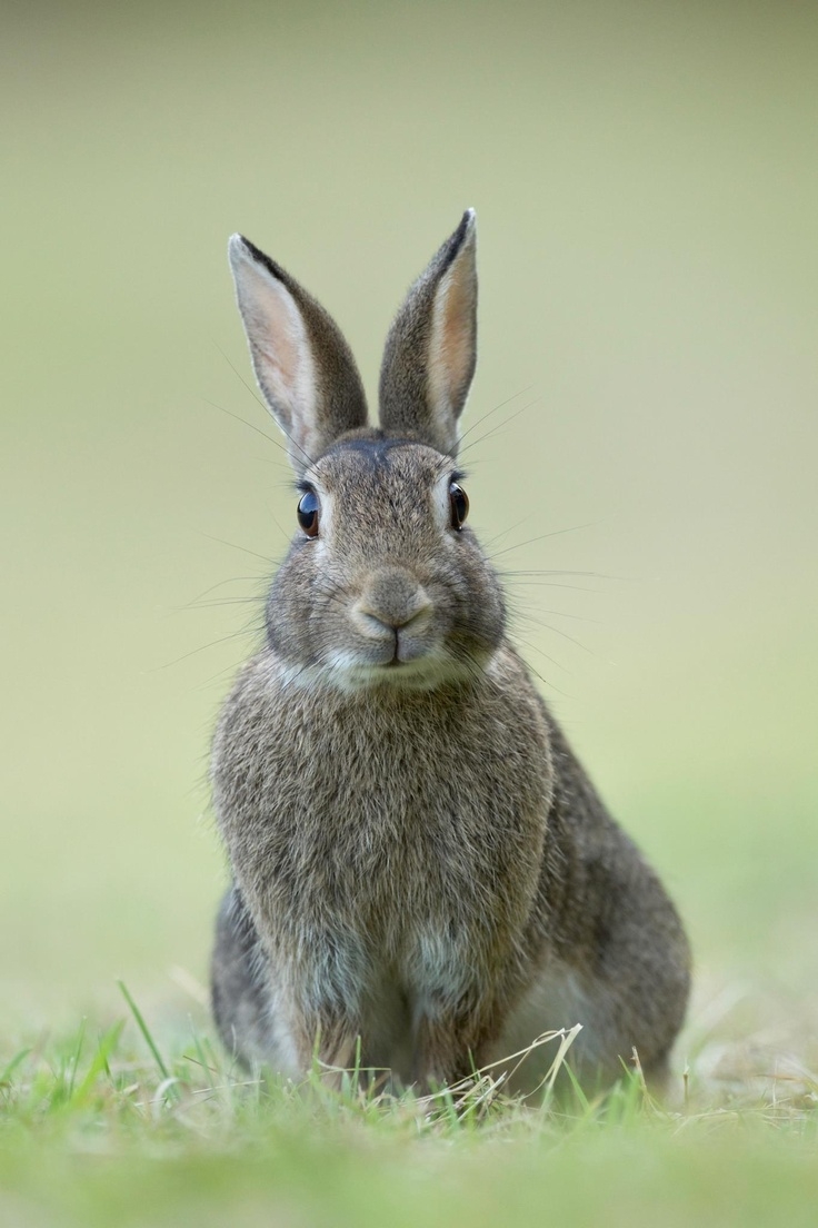兔子的泌尿系統容易受到飲食影響～