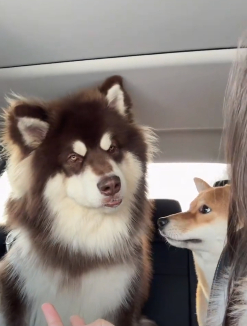 阿拉：嗯？你對我幹什麼了！