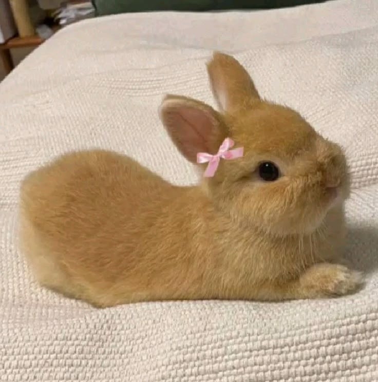 兔子的腸胃非常敏感。