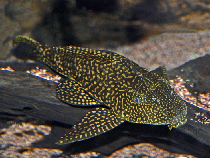 垃圾魚通常夜間才會出來行動。