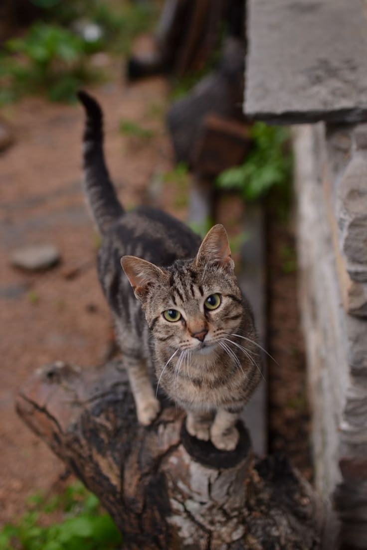 狸花貓是虎斑貓的一種，但不是所有虎斑貓都能叫做狸花貓～