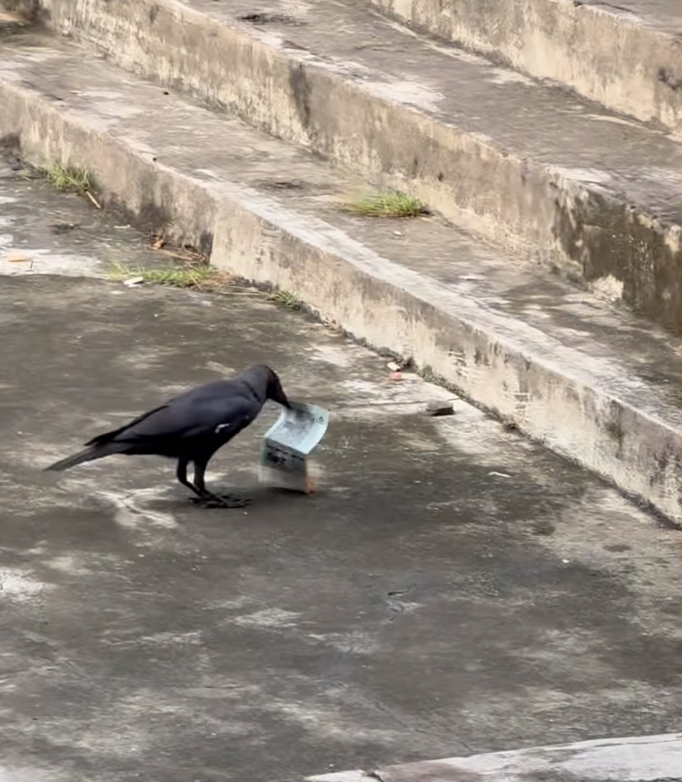 烏鴉嘴裡叼著兩張鈔票～