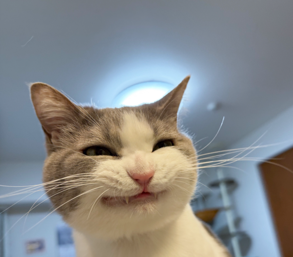 本喵會一直監督你的～