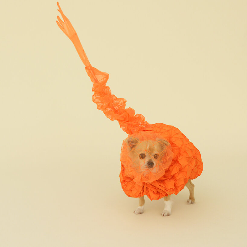 滾滾的雲朵體積也展現了吉娃娃喜歡挖洞和玩捉迷藏的愛好。