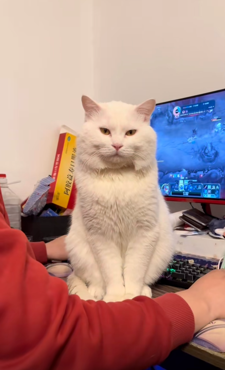 貓咪：唉，都不知道遊戲有什麼好玩的～