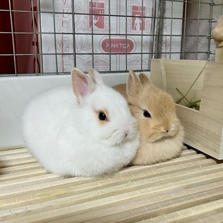 一起來看看兔兔的常見疾病都有哪些吧～