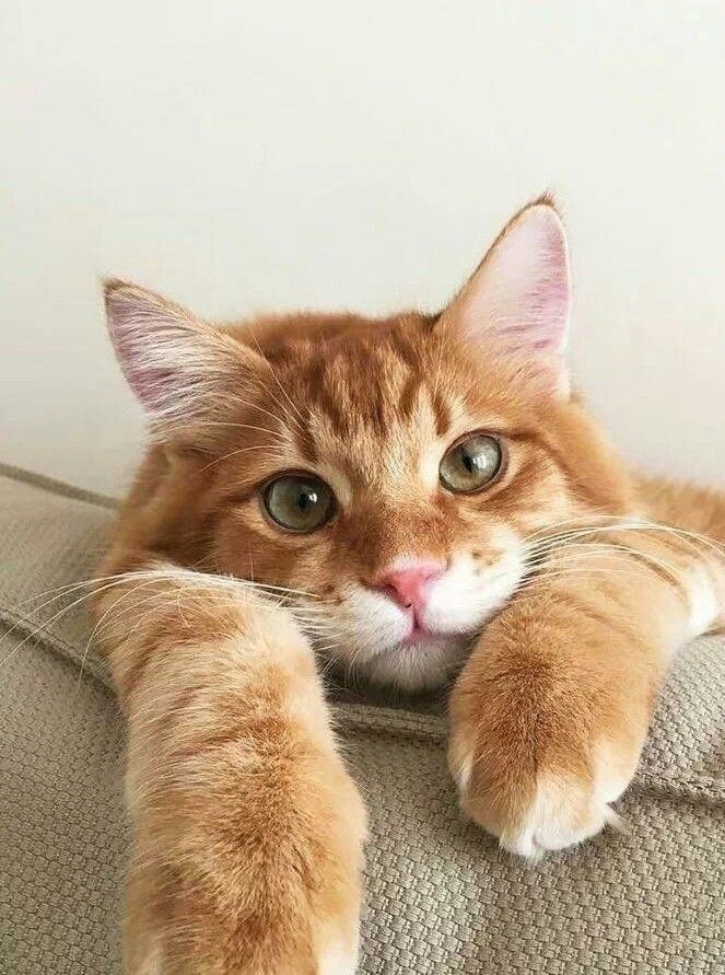 有這些症狀就要趕快帶去醫院檢查啦~