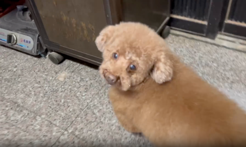 妞妞：先給你個眼神警告嗷！