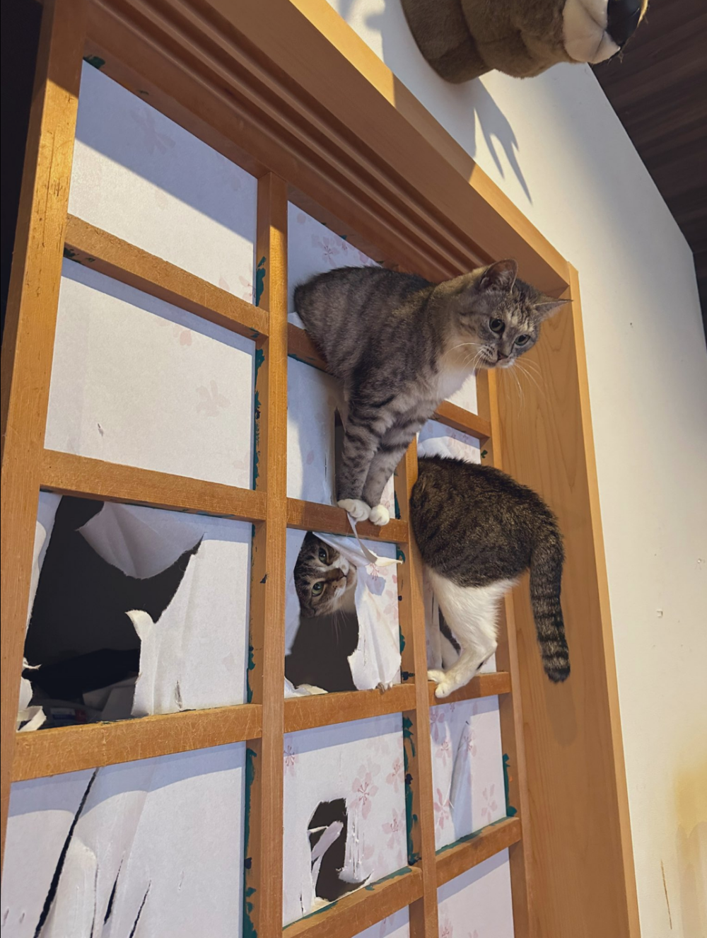 永遠修不完的紙門～