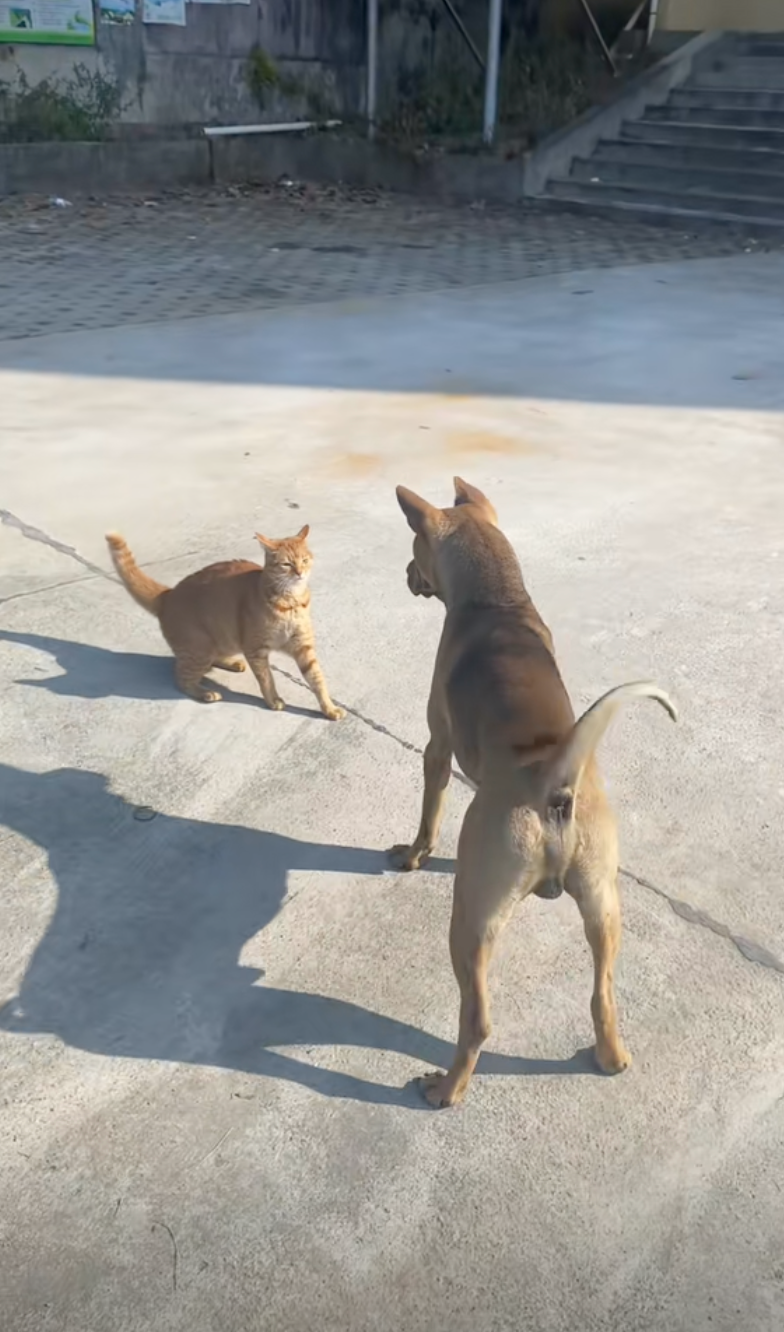 傻狗還想找咪咪玩～