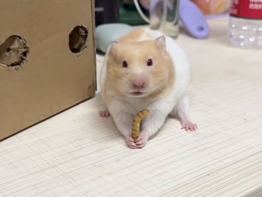 鼠鼠突然停住了！