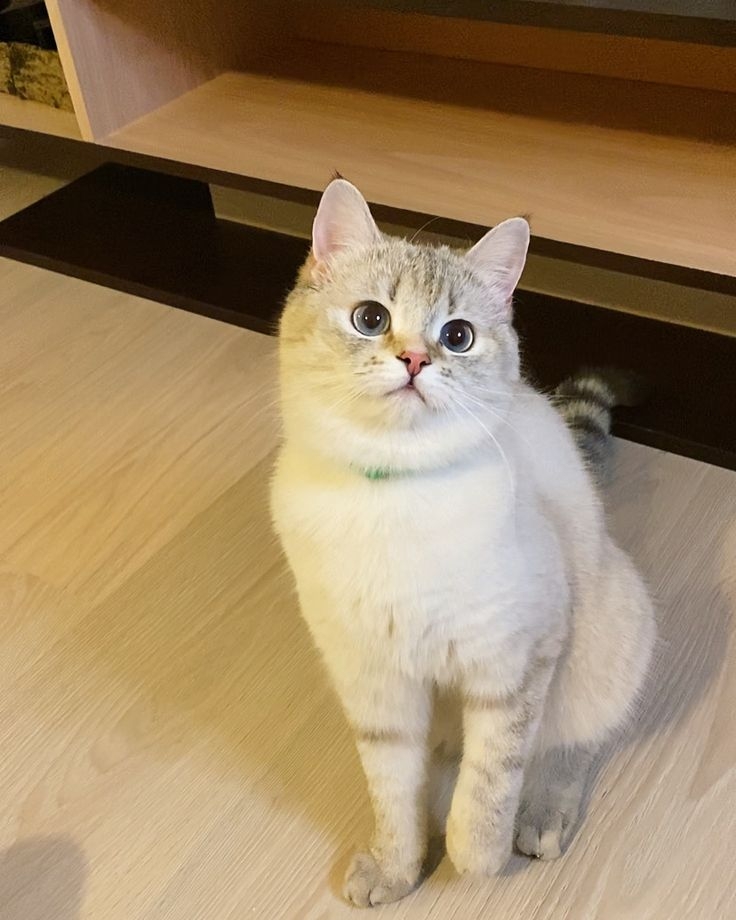 胃腸道疾病會導致貓咪放屁頻繁。