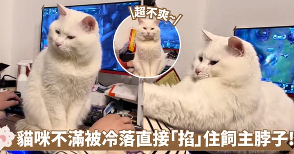 貓咪不滿被冷落！一屁股坐桌上擋螢幕 被無視後直接動手「掐」飼主脖子：還玩不玩！