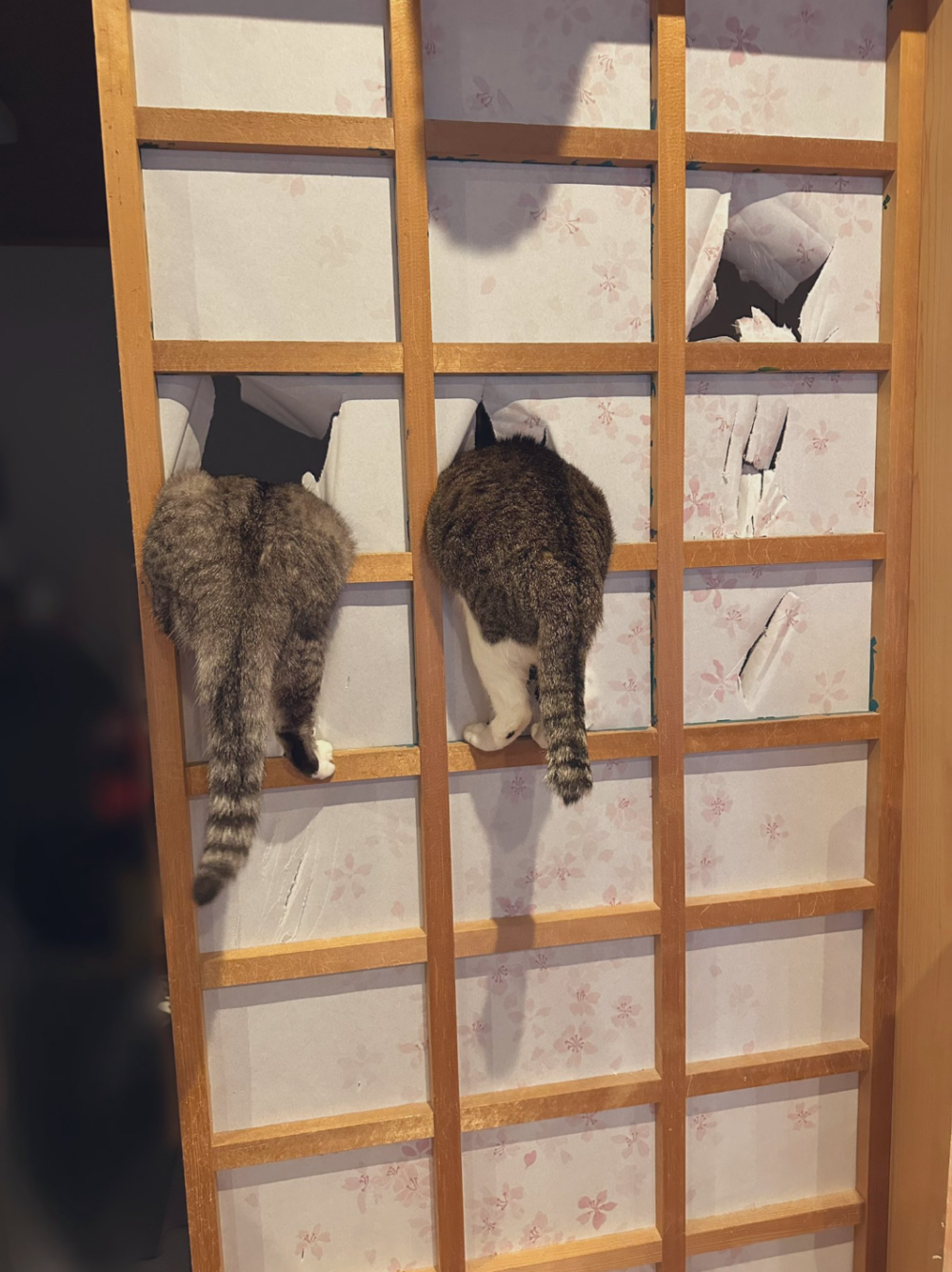 發現兩個大屁屁～