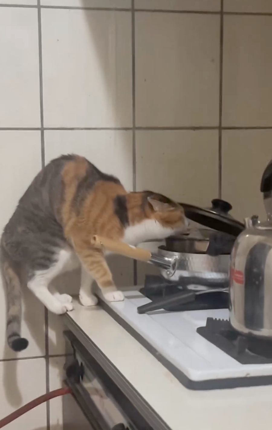 這貓還會偷喝湯～